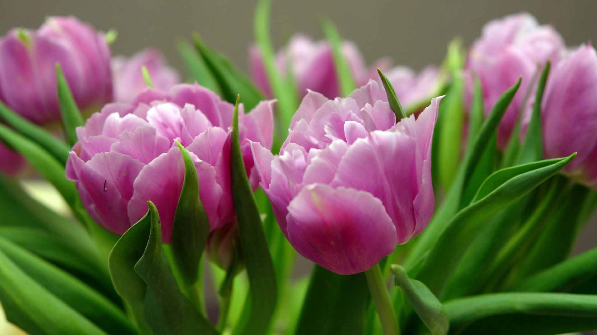 Purple dream тюльпан фото и описание