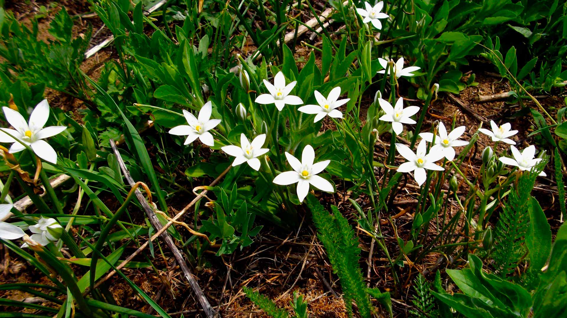 Мелкие Белые Цветочки В Лесу
