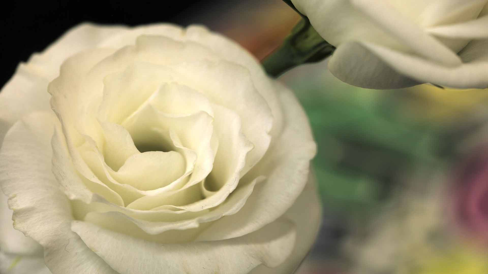 Роза Светлая Фото