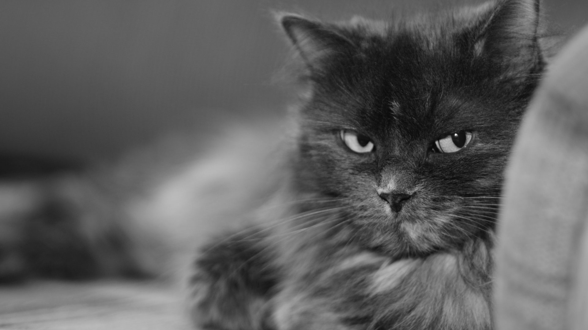 Фото Черно Белой Пушистой Кошки