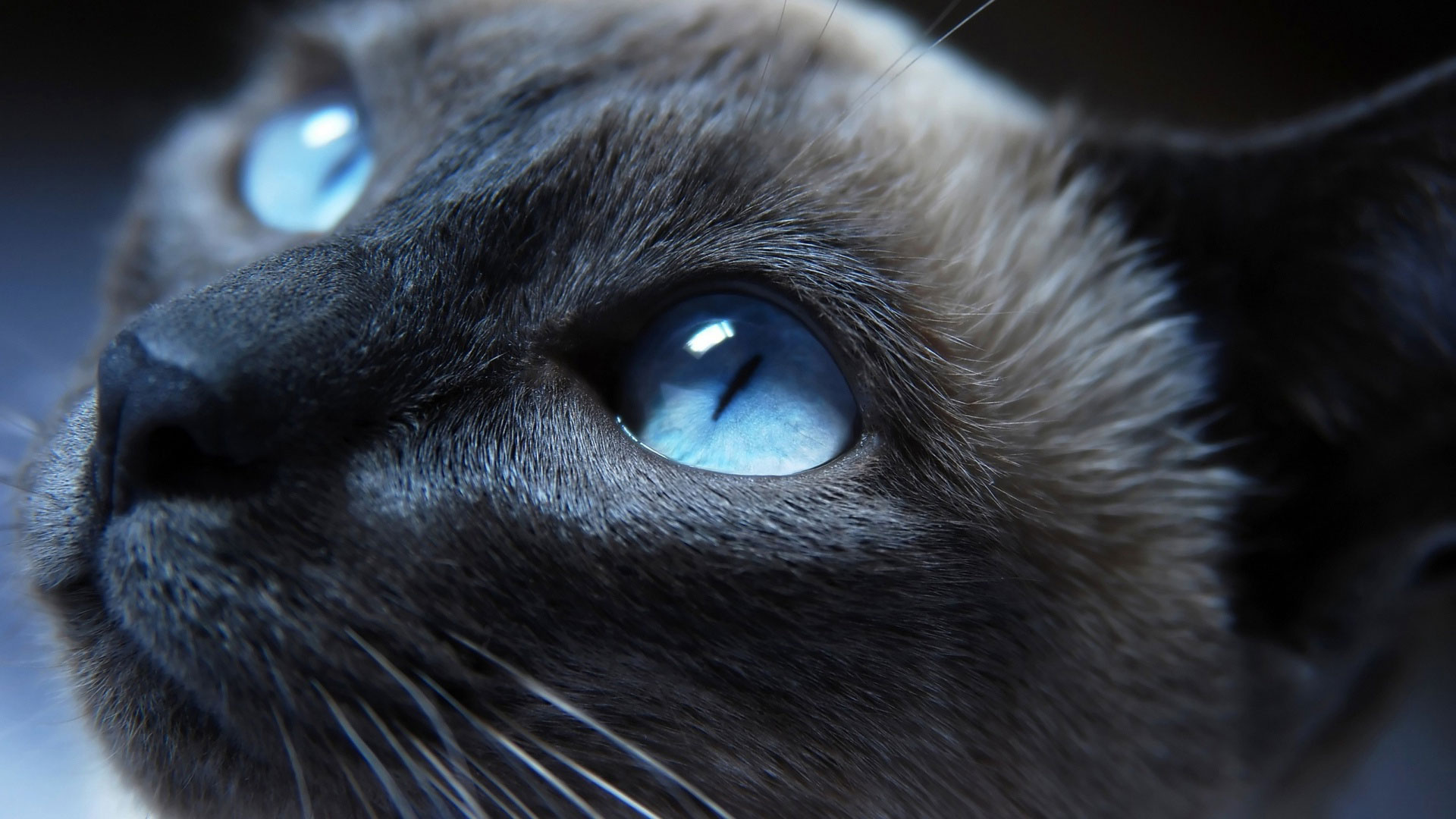 Фото Сиамского Кота С Голубыми