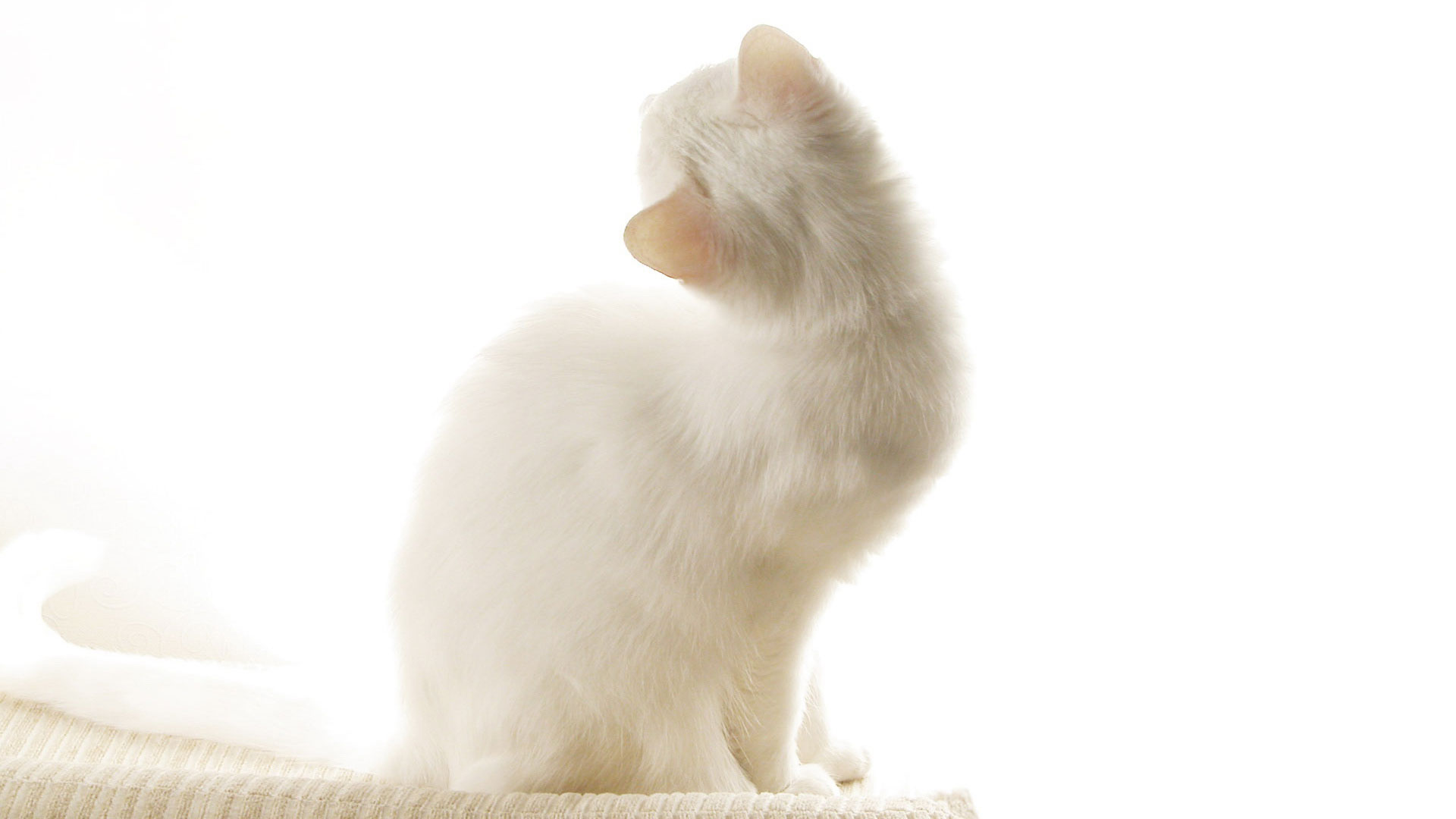 Кошачьи уши на белом фоне