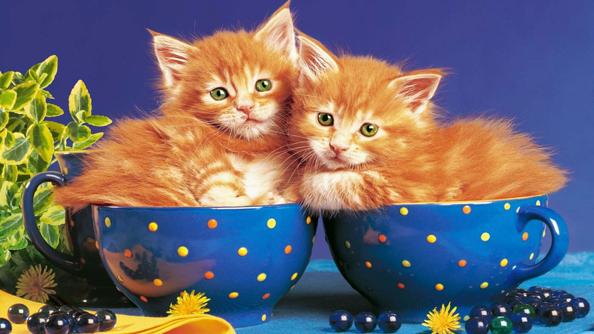 Доброе утро картинки котики с пожеланиями. Доброе утро с кошками. Доброе утро кошечка. Рыжий котёнок. Добрый вечер с котятами.