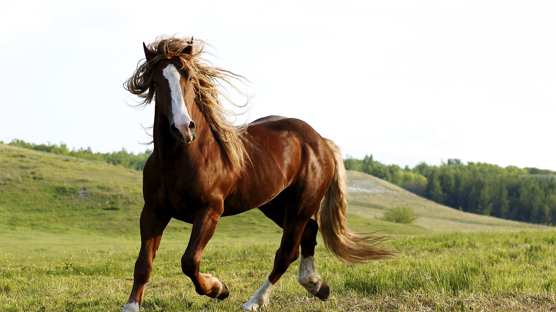 Покажи фото лошади. Лошади на фоне природы.