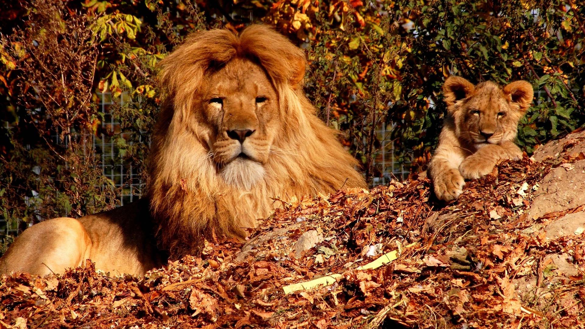 Лев И Сын Фото