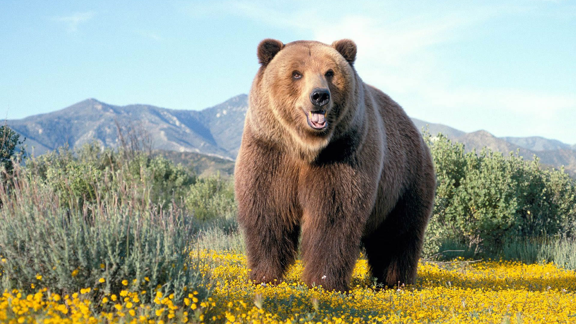 Бурый медведь фото - Скачать бесплатные картинки в высоком разрешении