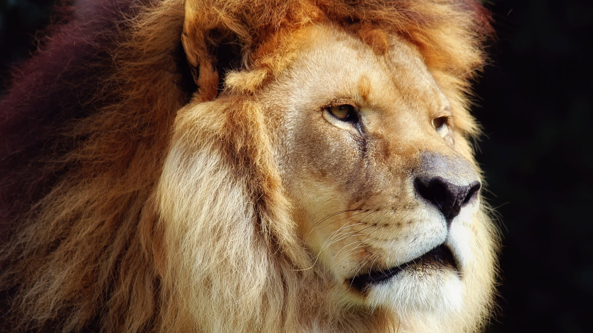 Фото берберийского льва