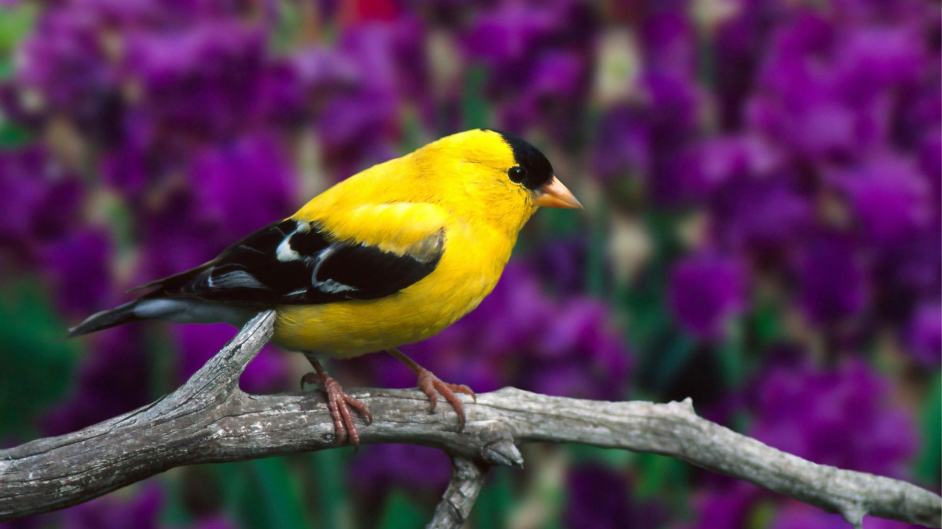 Птица желтая с черными крыльями фото название