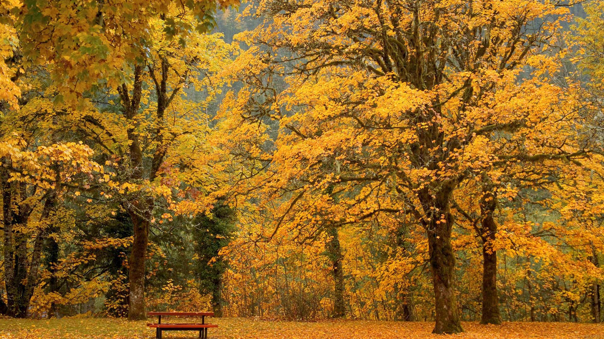Осенняя Природа Фото На Рабочий Стол