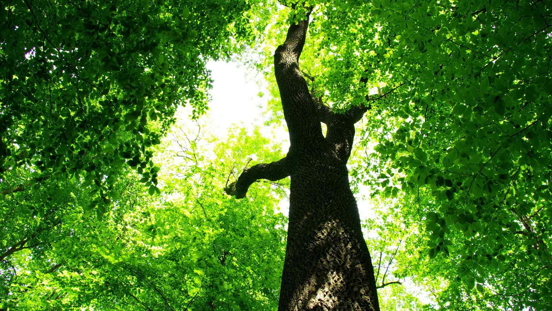 Скачайте бесплатно красивые HD обои деревьев