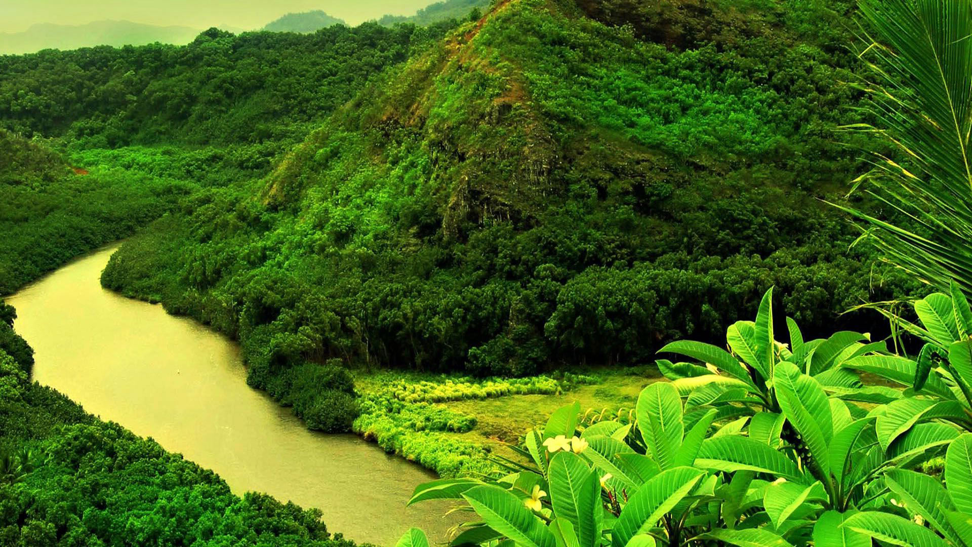 Обои Тропический лес, картинки - Обои для рабочего стола Тропический лес  фото из альбома: (природа)