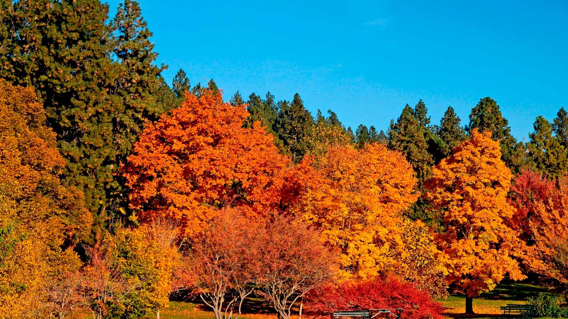 Красивые Осенние Фото Природы Скачать Бесплатно